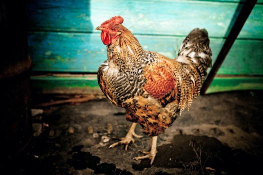 A Colorful Rooster in a village house