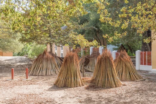 Bundles of reeds used in thatching of roofs in Genadendal. Genadendal is the first mission station in South Africa, founded 1738