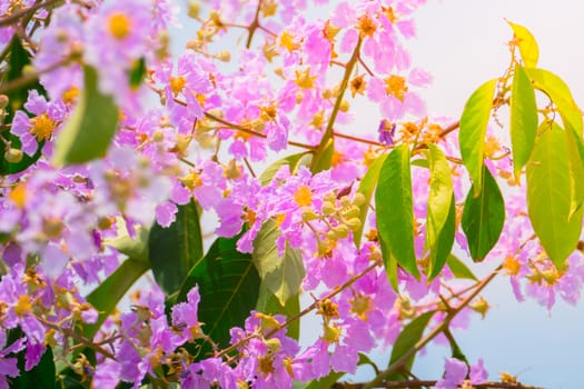 The background image of the colorful flowers, background nature