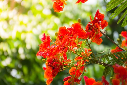 The background image of the colorful flowers, background nature