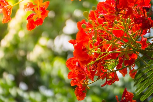 The background image of the colorful flowers, background nature