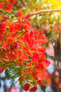 The background image of the colorful flowers, background nature