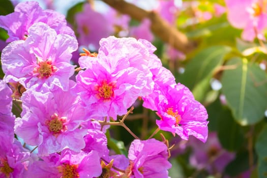 The background image of the colorful flowers, background nature