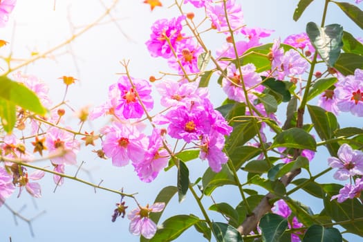 The background image of the colorful flowers, background nature