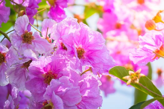 The background image of the colorful flowers, background nature