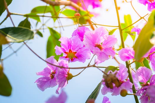 The background image of the colorful flowers, background nature