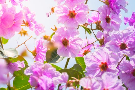 The background image of the colorful flowers, background nature