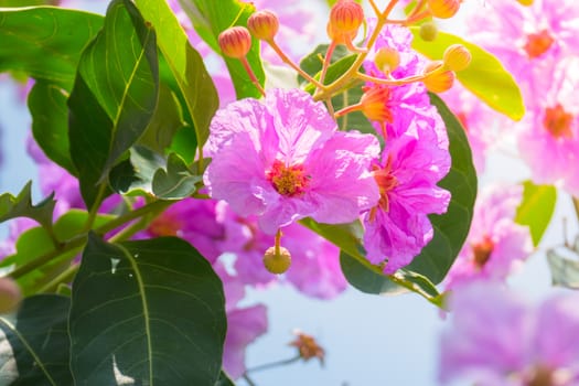 The background image of the colorful flowers, background nature