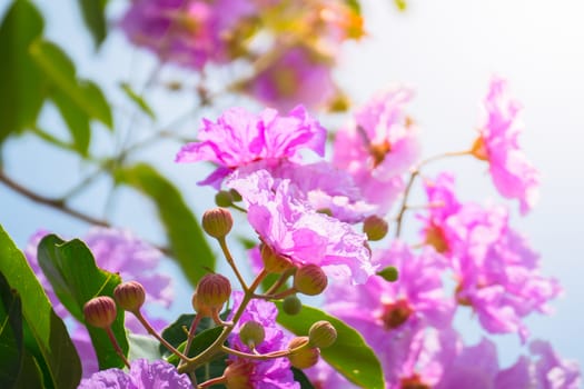 The background image of the colorful flowers, background nature