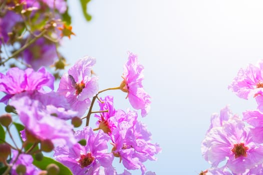 The background image of the colorful flowers, background nature