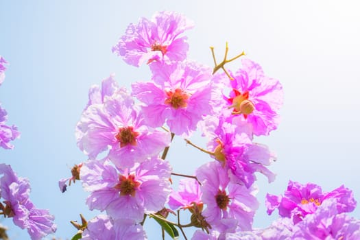 The background image of the colorful flowers, background nature