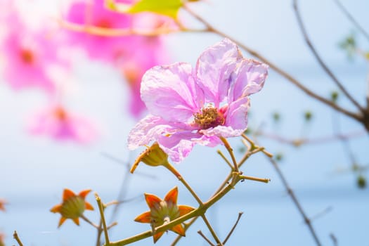 The background image of the colorful flowers, background nature