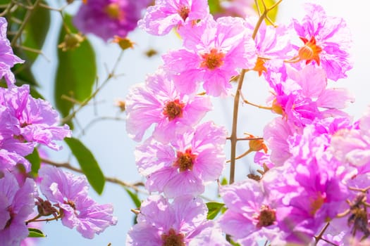 The background image of the colorful flowers, background nature