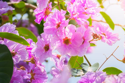 The background image of the colorful flowers, background nature