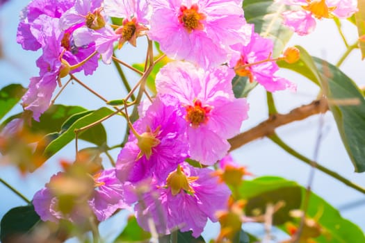 The background image of the colorful flowers, background nature