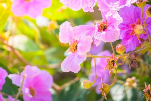 The background image of the colorful flowers, background nature