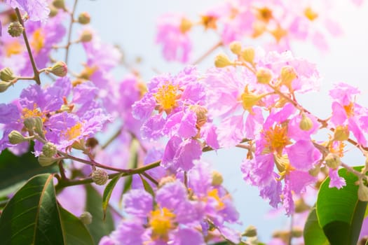 The background image of the colorful flowers, background nature