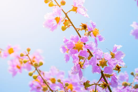 The background image of the colorful flowers, background nature