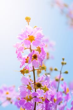 The background image of the colorful flowers, background nature