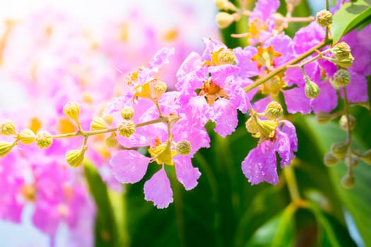 The background image of the colorful flowers, background nature