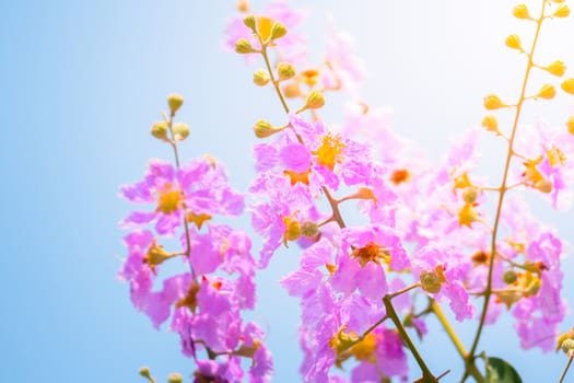 The background image of the colorful flowers, background nature