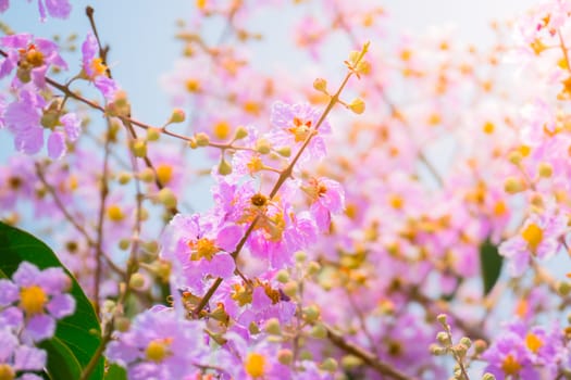 The background image of the colorful flowers, background nature