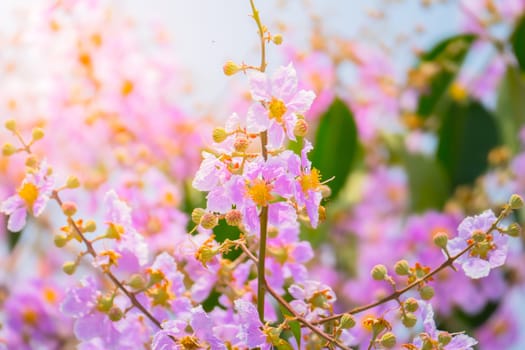 The background image of the colorful flowers, background nature