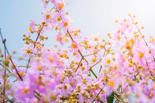 The background image of the colorful flowers, background nature