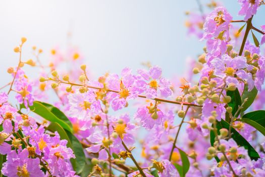 The background image of the colorful flowers, background nature