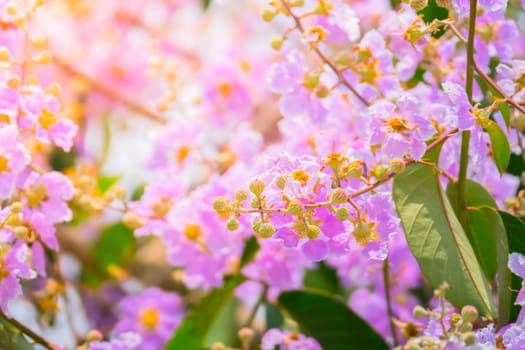 The background image of the colorful flowers, background nature