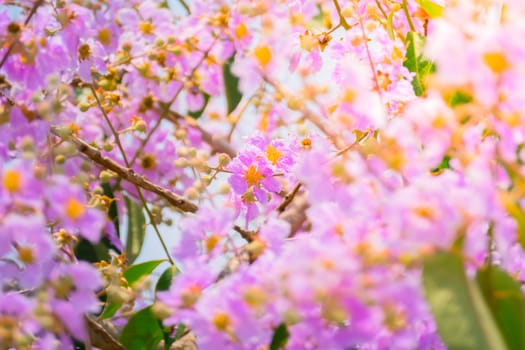 The background image of the colorful flowers, background nature