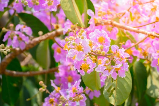 The background image of the colorful flowers, background nature