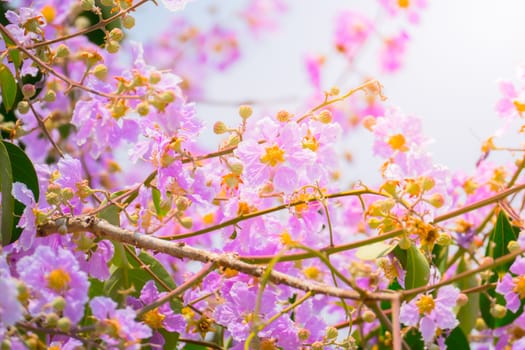 The background image of the colorful flowers, background nature