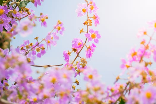 The background image of the colorful flowers, background nature