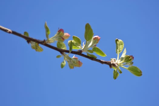 Fresh spring full of fresh apple flower season is great.