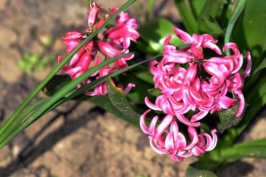 In the spring the gardens blossomed instantly.
The hyacinths cover the earth