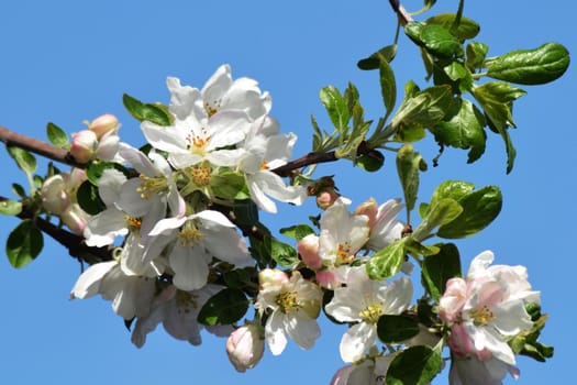 Fresh, joyful spring and colorful spring apple season is great.