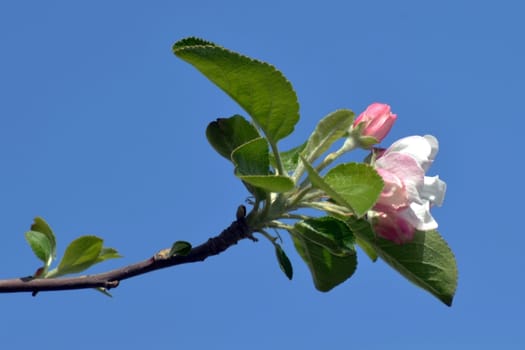 Fresh, joyful spring and colorful spring apple season is great.