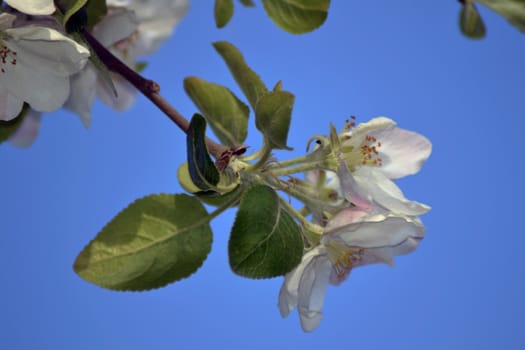 Fresh, joyful spring and colorful spring apple season is great.