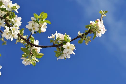 Fresh, joyful spring and colorful spring apple season is great.