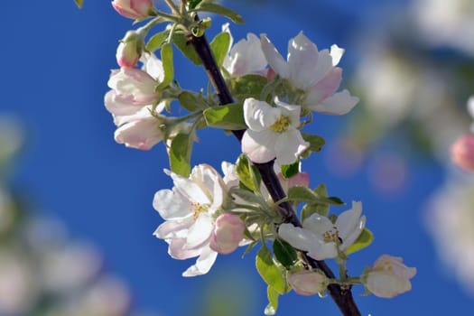 Fresh, joyful spring and colorful spring apple season is great.