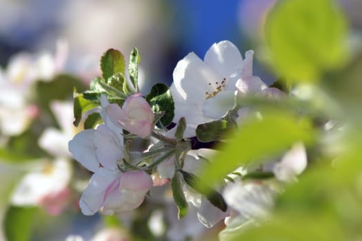 Fresh, joyful spring and colorful spring apple season is great.