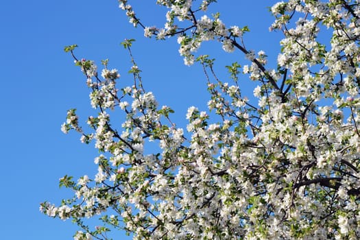 Fresh, joyful spring and colorful spring apple season is great.