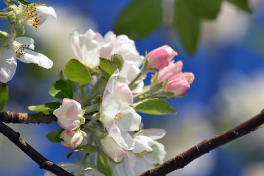 Fresh, joyful spring and colorful spring apple season is great.