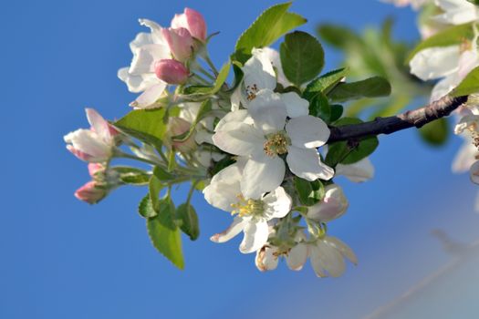 Fresh, joyful spring and colorful spring apple season is great.
