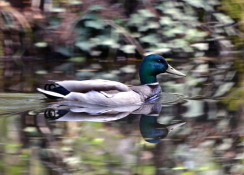 Male wild duck against a natural blurred background