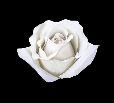 Beautiful white artificial rose flower isolated on black with clipping path