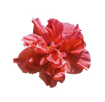 Red hibiscus flower isolated on white  with clipping path
