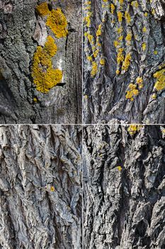 Abstract background texture of an old tree closeup