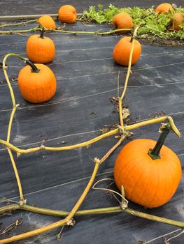 Lots of bright pumpkins growing in the garden. Autumn harvest.